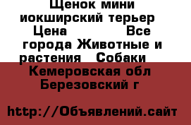 Щенок мини иокширский терьер › Цена ­ 10 000 - Все города Животные и растения » Собаки   . Кемеровская обл.,Березовский г.
